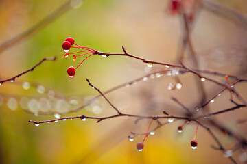 autumn branches with small apple under rain