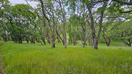 tree in the field