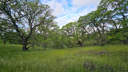 trees in the field
