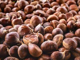 Macro view of a pile of freshly picked chestnuts from the chestnut (Castanea sativa) piled up forming a natural background of this precious fruit of the Bierzo ready for consumption