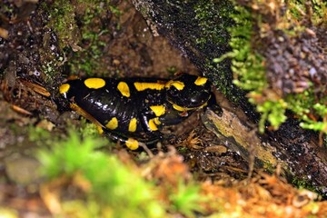 Feuersalamander (Salamandra salamandra) im Versteck