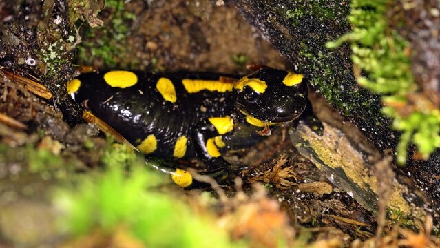 Feuersalamander (Salamandra salamandra) im Versteck
