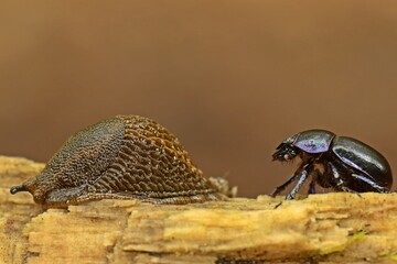 Spanische Wegschnecke (Arion vulgaris) und Waldmistkäfer (Anoplotrupes stercorosus) auf Totholz