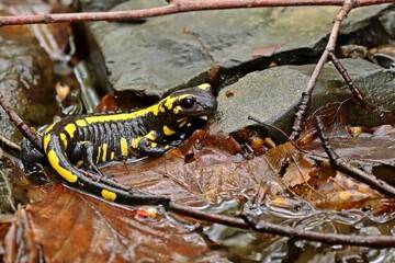 Im Bach sitzender Feuersalamander (Salamandra salamandra).