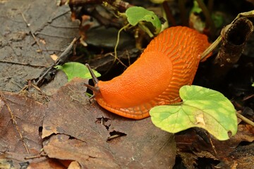  Rote Wegschnecke (Arion rufus)