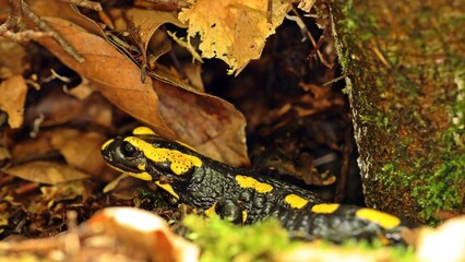 Feuersalamander (Salamandra salamandra) im Versteck
