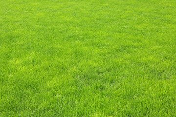 Plakat lawn with new green grass after rain