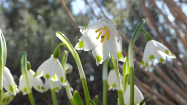 White flowers Leucojum vernum, Spring snowflake with green stems moving in wind. Winter and spring flowers - harbingers of spring on windy and cold weather.