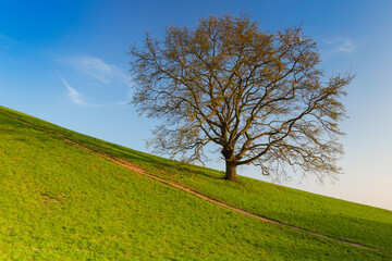 Fototapeta na wymiar lonely spring tree in the slope