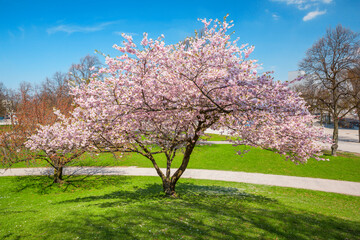 Fototapeta premium blossoming apple tree in a park