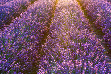 Fototapeta na wymiar Lavender field.Beautiful image of lavender field Summer sunset. French Provence.Harvesting. Beautiful sky.Lavender in the garden.