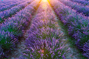 Lavender field.Beautiful image of lavender field Summer sunset. French Provence.Harvesting. Beautiful sky.Lavender in the garden.