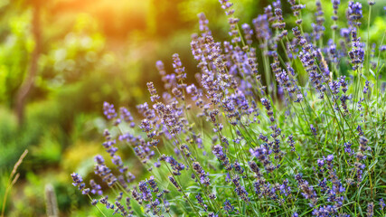 Valensole lavender fields, Provence, France.Flowers at sunset rays in the lavender fields in the mountains. Beautiful image of lavender over summer sunset landscape. Lavender in the garden.