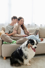 cheerful gay man sitting on couch with happy boyfriend in casual clothes and using laptop together near Australian shepherd dog inside of living room in modern apartment