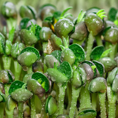 The microgreen in plastic trays.microgreens sprouts - healthy and fresh food.Sprouting Microgreens on the Hemp Biodegradable Mats.Germination of seeds at home. Vegan and healthy food concept.