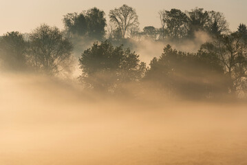 Majowy poranek, drzewa we mgle 