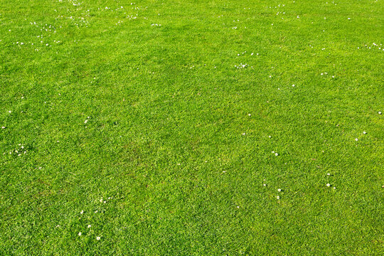 lawn with green grass and camomiles