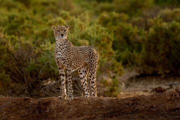 Cheetah scanning the scenery in Samburu, Kenya