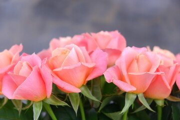 Bouquet of pink roses. Pink roses close up.