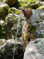 snail on a rock