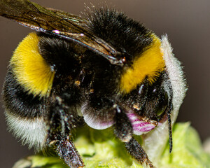 insecte