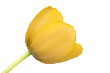 Side view of a blooming yellow tulip bud on a white background.