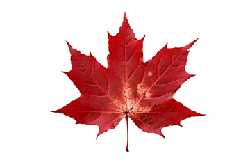 Red Sugar Maple Leaf Isolated on transparent Background with Foliage and Stalk. AI