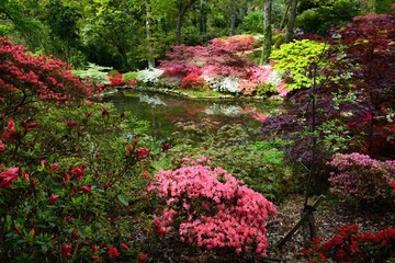 Exbury Gardens. View of the 
azaleas and rhododendrons and the pond in beautiful garden. Southampton, Hampshire, Great Britain, Europe. 