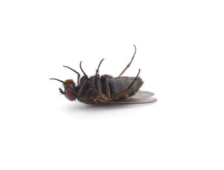 One fly lying on its back.