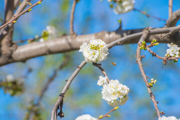 Close-up of white cherry flowers. The fruit tree blossoms in spring. Gentle background on the theme of warm weather.