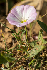 Macro de fleur de liseron des champs