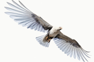 Obraz premium Hunter's Feast: Majestic Hawk with Prey