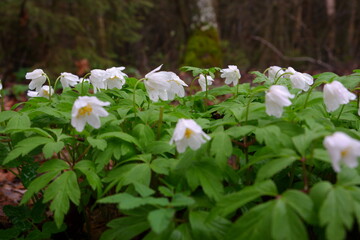 Primroses, snowdrops Anemone. White spring flowers with green foliage against the background of a gloomy forest, withered grass. Spring.