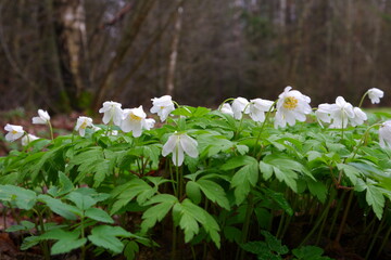 Primroses, snowdrops Anemone. White spring flowers with green foliage against the background of a gloomy forest, withered grass. Spring.