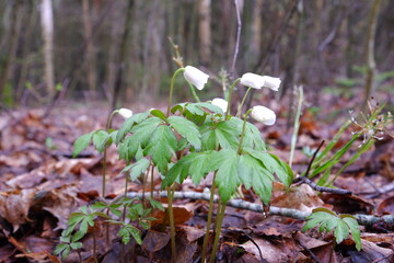 Primroses, snowdrops Anemone. White spring flowers with green foliage against the background of a gloomy forest, withered grass. Spring.