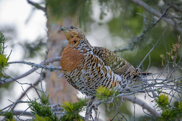 Female Western Capercaillie (Tetrao Urogallus) Wood Grouse (hen) feeding in pine tree