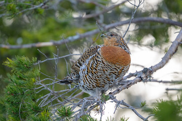 Female Western Capercaillie (Tetrao Urogallus) Wood Grouse (hen) feeding in pine tree