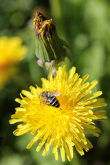 Blurred floral background, dandelions on a sunny day, a bee on a flower
