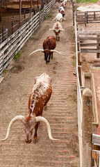 A line of longhorn steers walking down a chute between pens.