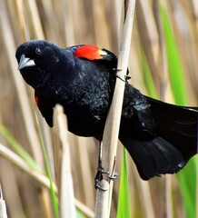 Red-Winged Blackbird