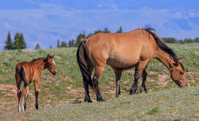 Fototapeta na wymiar Wild Horse Mare and Foal in the Pryor Mountains Montana in Summer