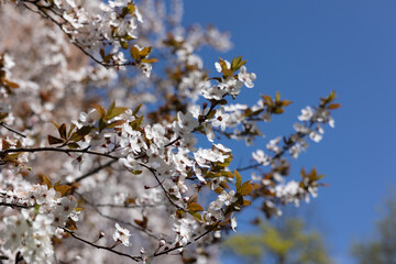 Branches of a flowering tree with white flowers.