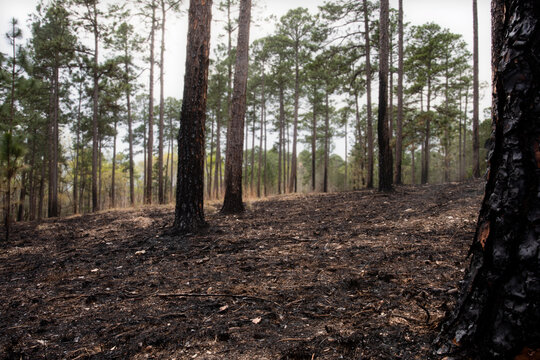 Scorched Earth