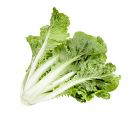 fresh green lettuce salad leaves png background