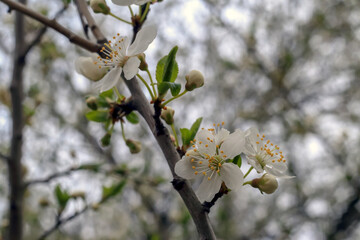 White flowers on a branch against the sky in the forest