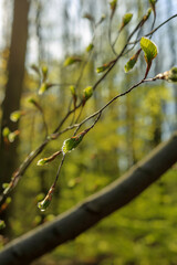 Fresh growing leaves on a branch in the forest