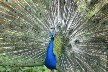 Obraz premium Portrait of an indian peafowl at the botanical island 