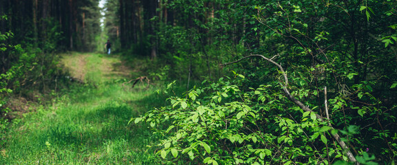 Beautiful dense forest scenery with trees and plants with vivid green foliage. Man got lost in deep...