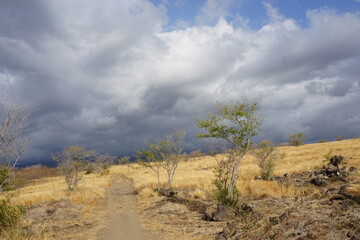 landscape with trees and clouds  on the tropical island of La Réunion, France