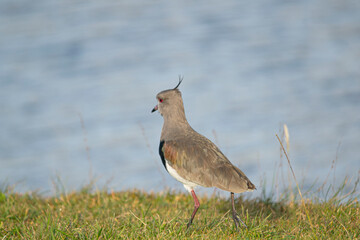 Southern lapwing in the lagoon , in Mar Chiquita , Buenos Aires , Argentina